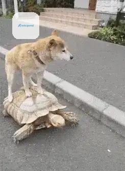 A Shiba Inu riding a turtle