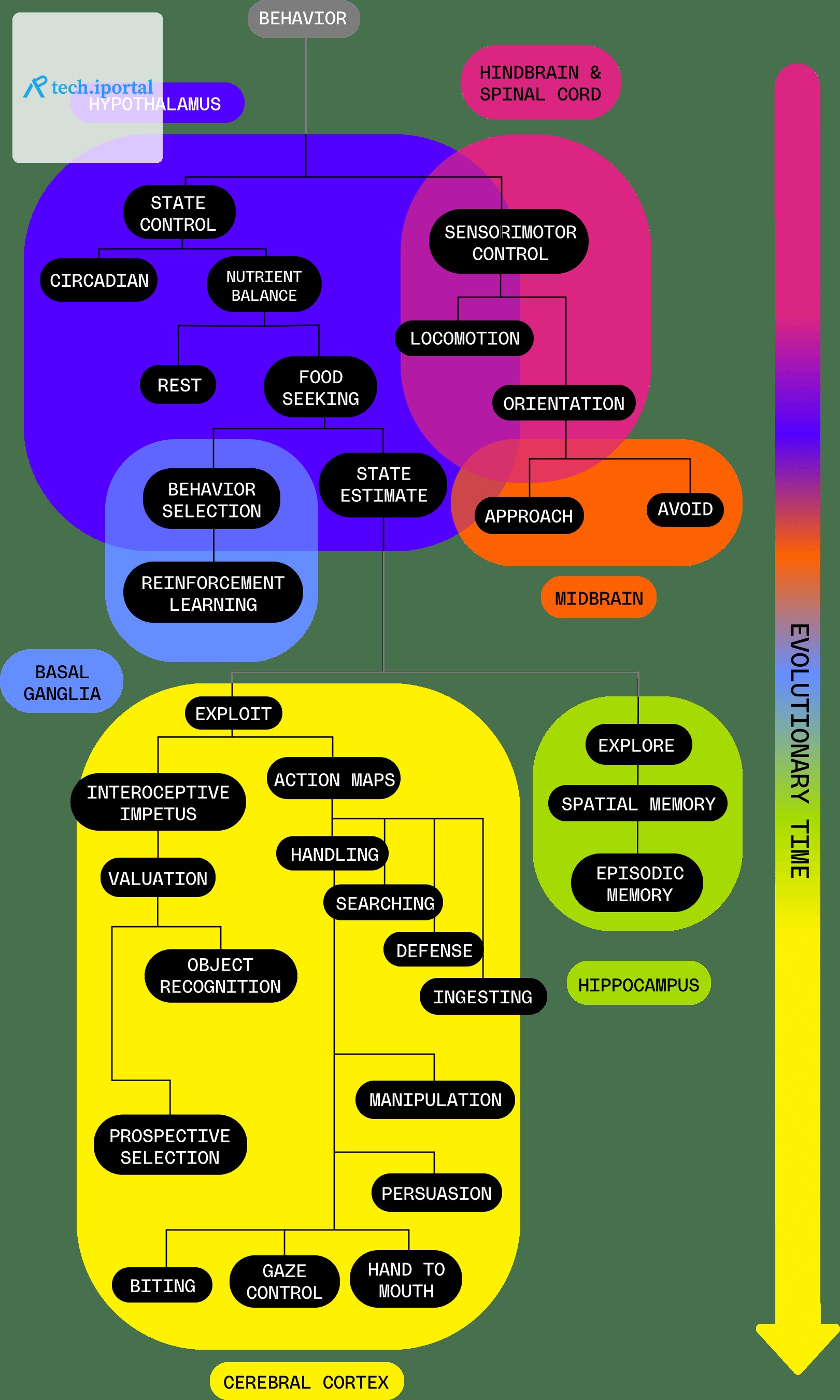 This graphic illustrates how cognitive capabilities emerged over evolutionary time and resulted in new components to the brain. For example, simple forms of life possessed a hindbrain that provided ba