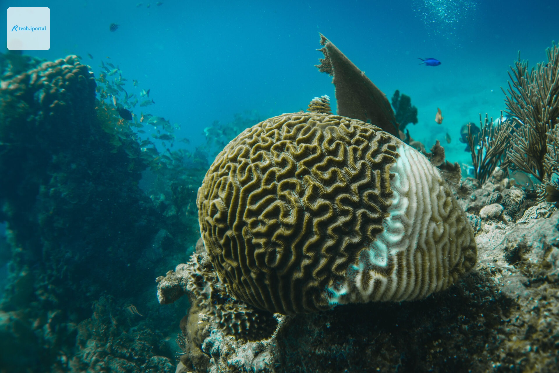 Ocean_acidification_AdobeStock