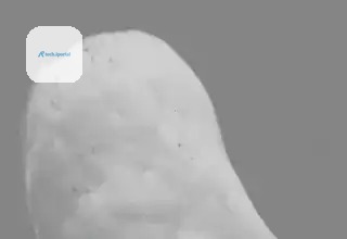 A white owl looking back over its shoulder, startled