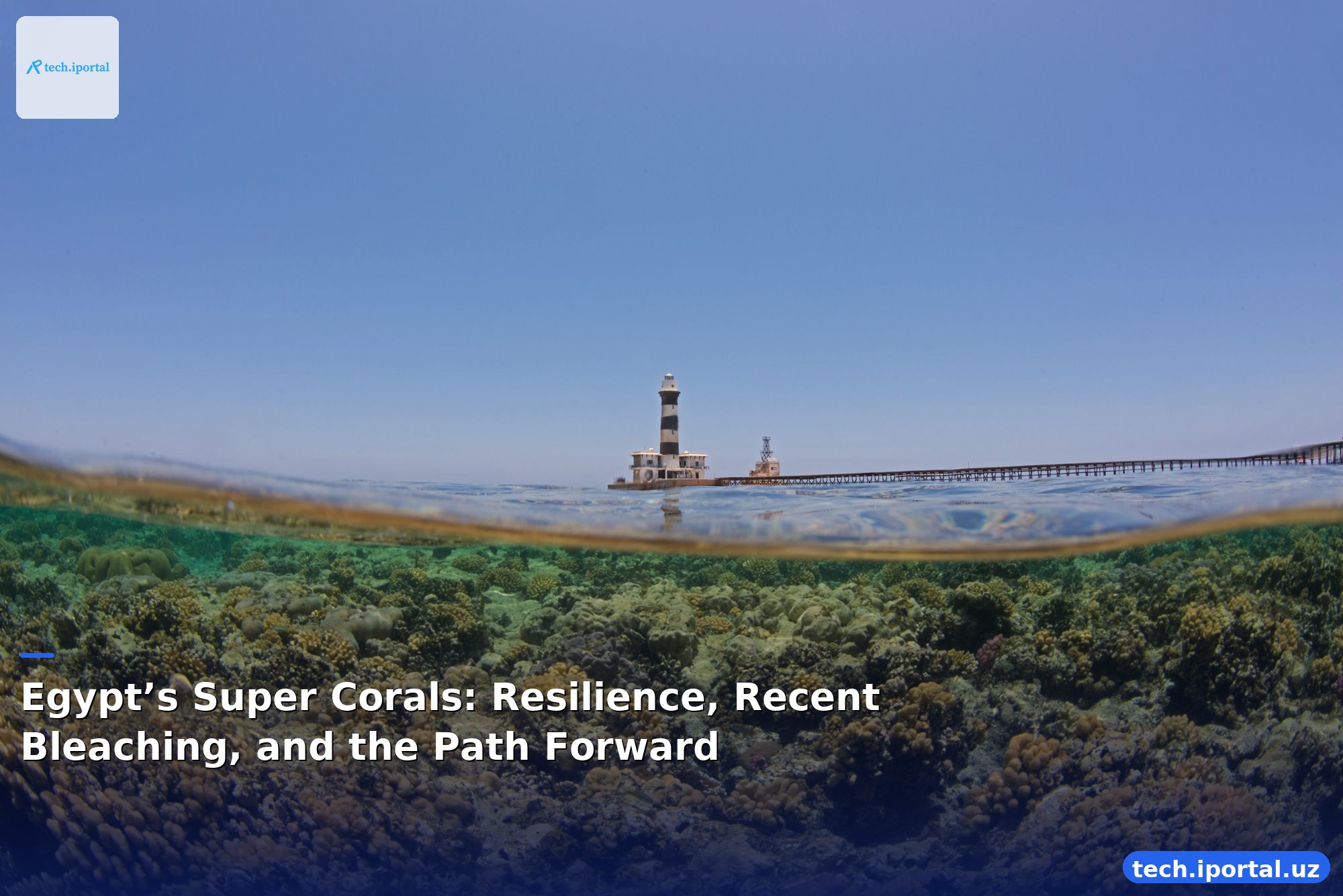 Egypt’s Super Corals: Resilience, Recent Bleaching, and the Path Forward
