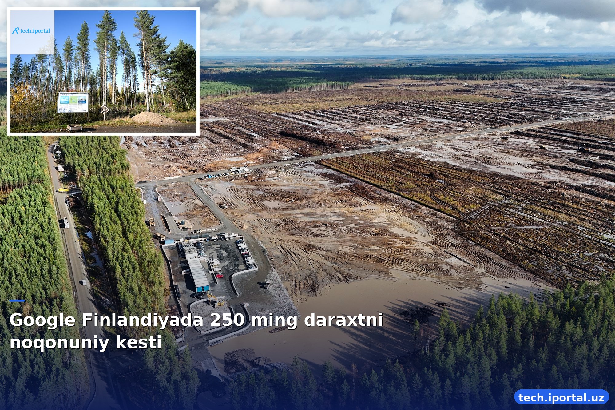 Google Finlandiyada 250 ming daraxtni noqonuniy kesti