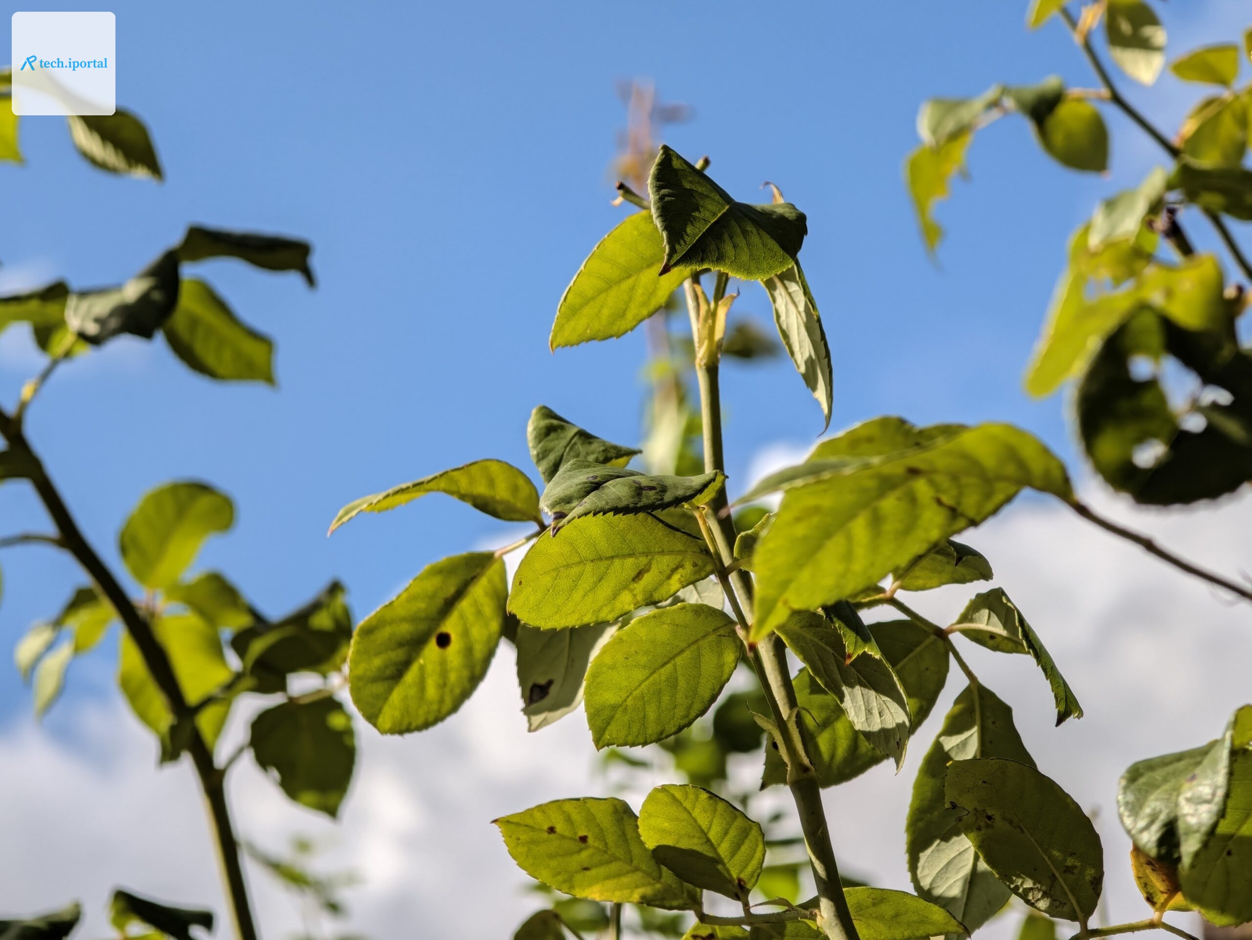 pixel 11 pro camera samples00001
