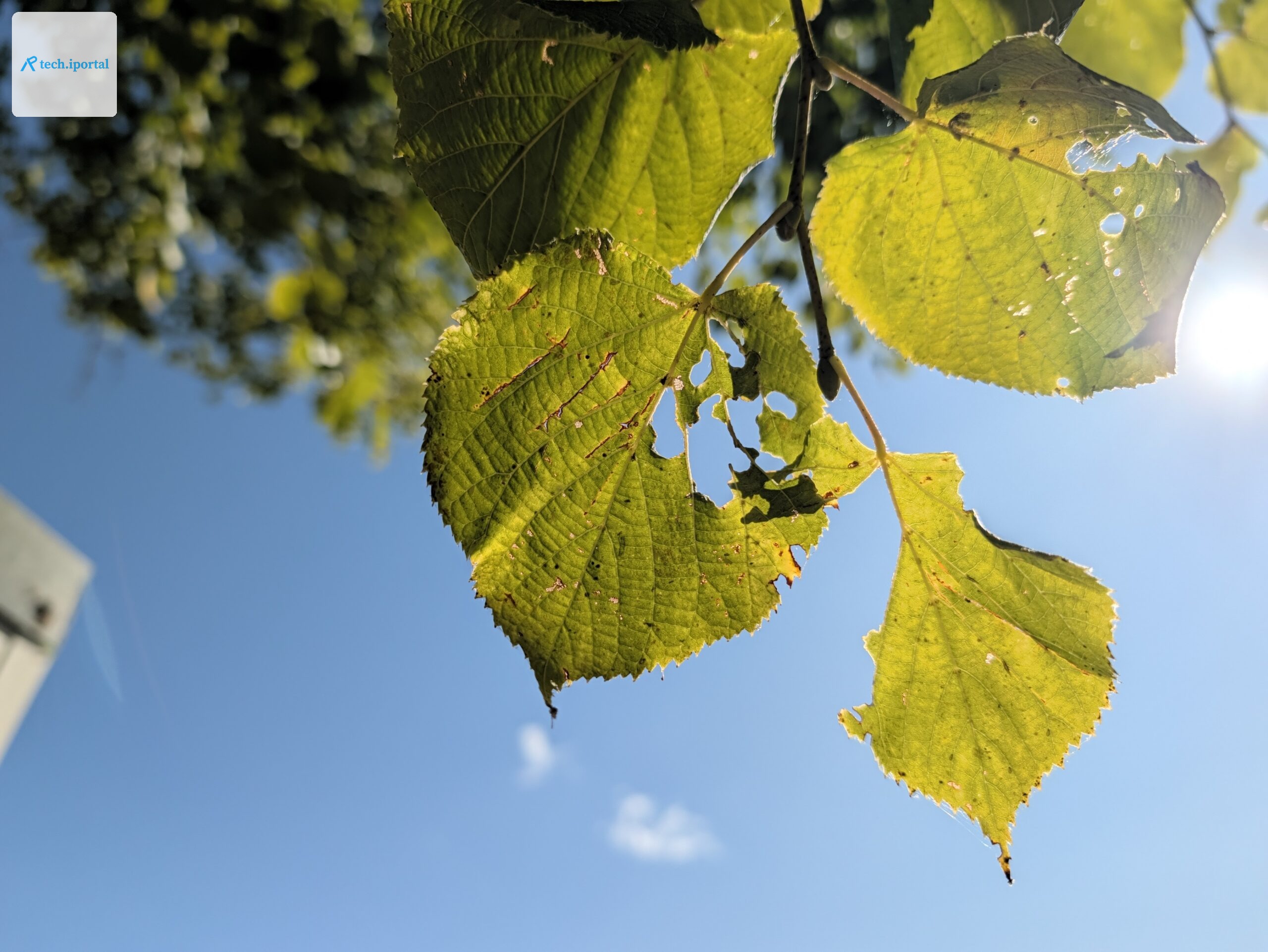 pixel 11 pro camera samples00002