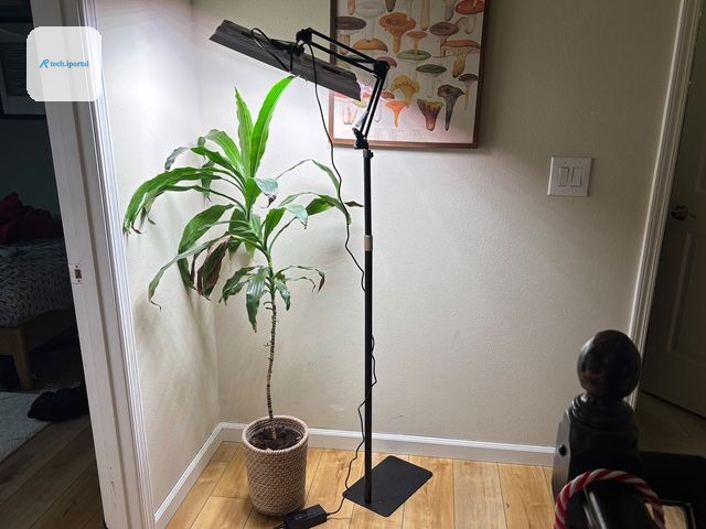 Narrow lamp hovering over a tall house plant