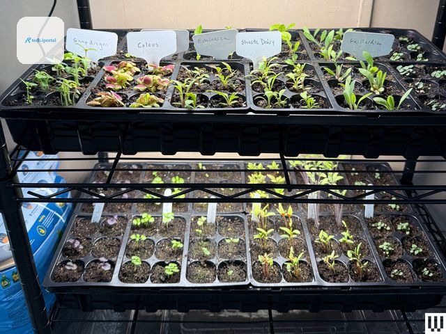 Two trays with little plant sprouts and dirt, sitting under a light mounted above