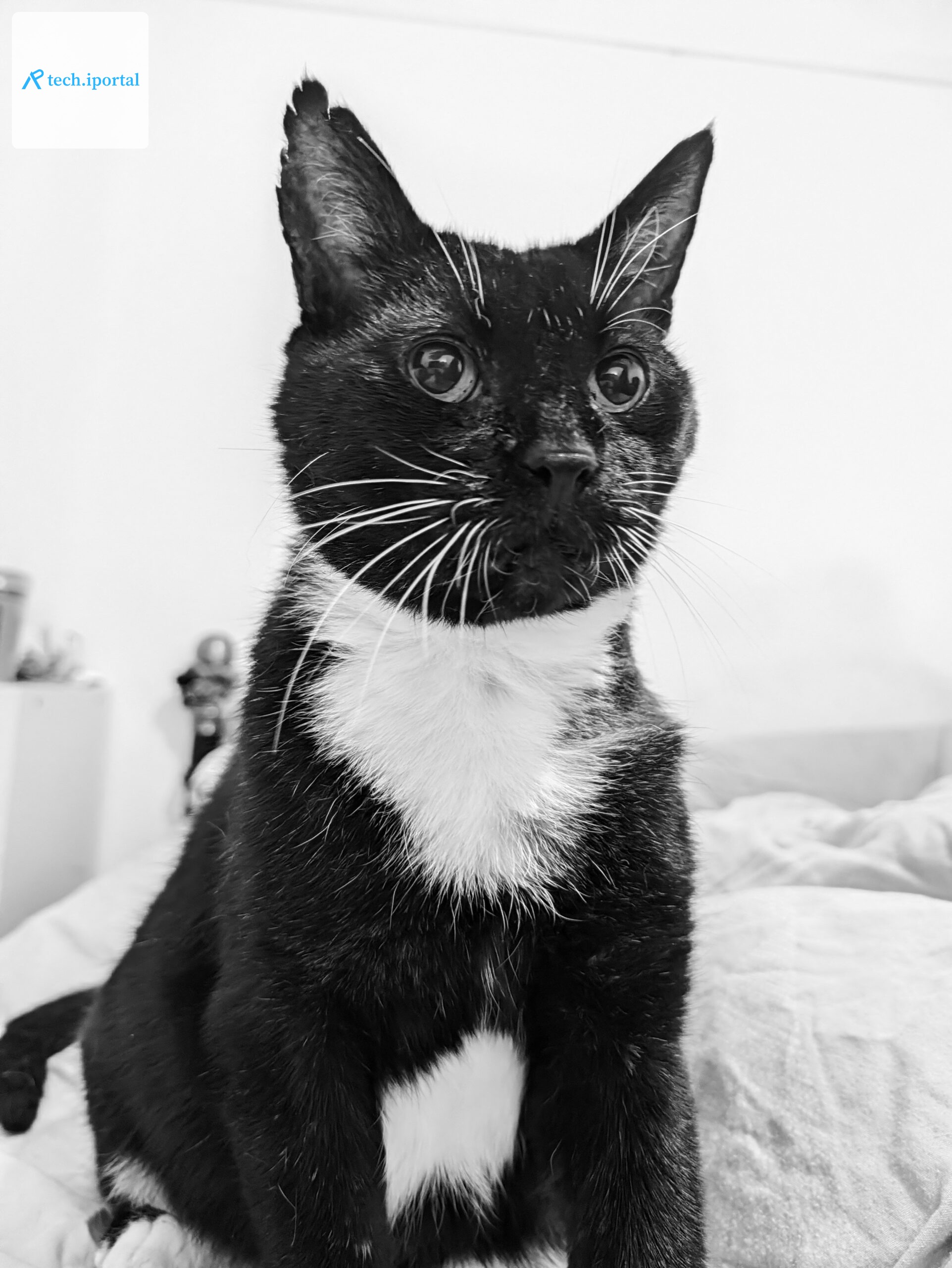 pixel 11 pro bandit00002