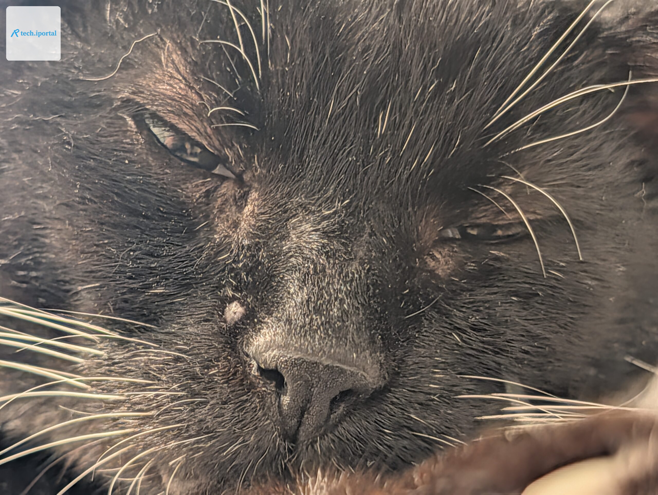 pixel 11 pro bandit00003