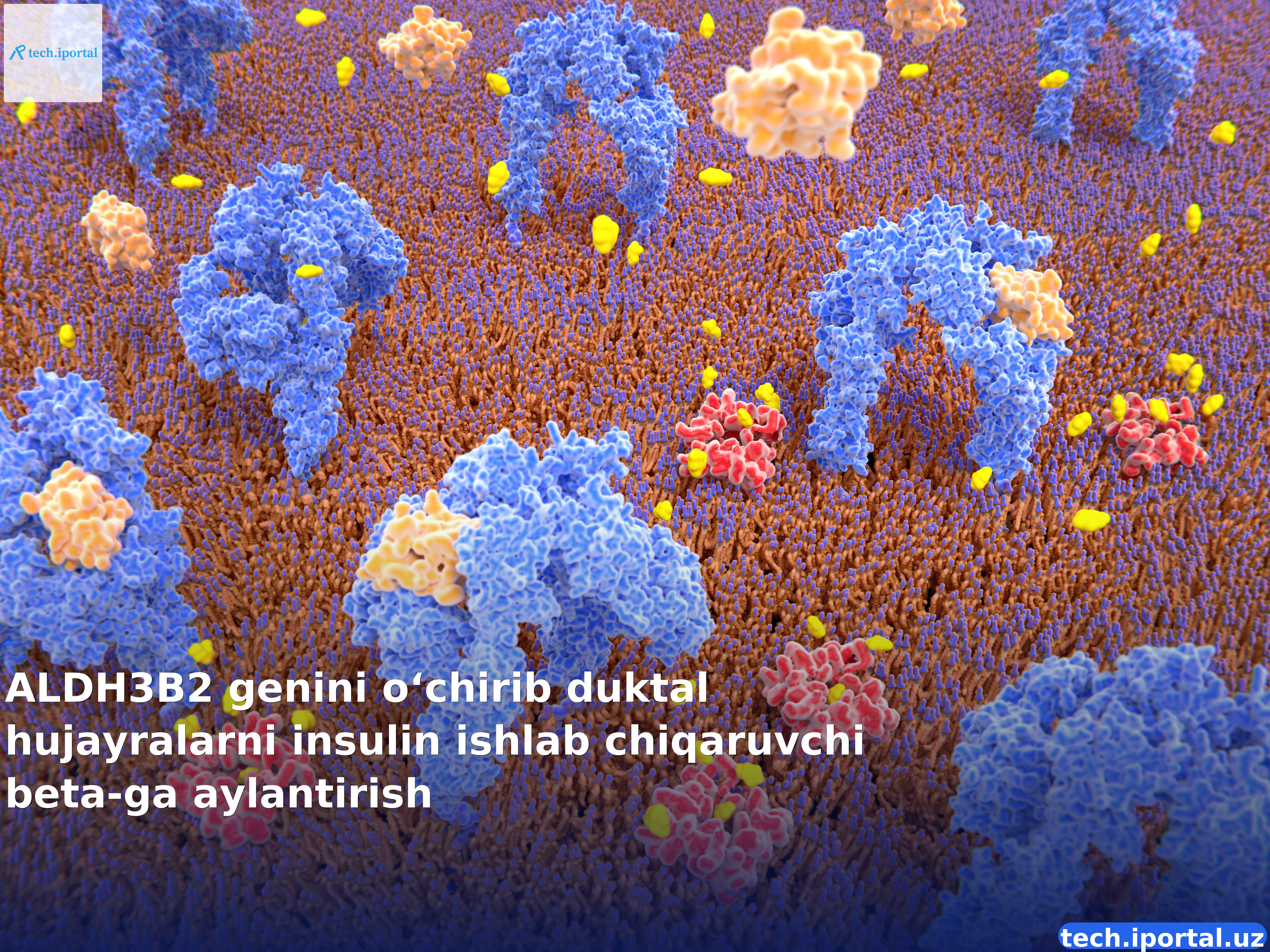 ALDH3B2 genini o‘chirib duktal hujayralarni insulin ishlab chiqaruvchi beta-ga aylantirish