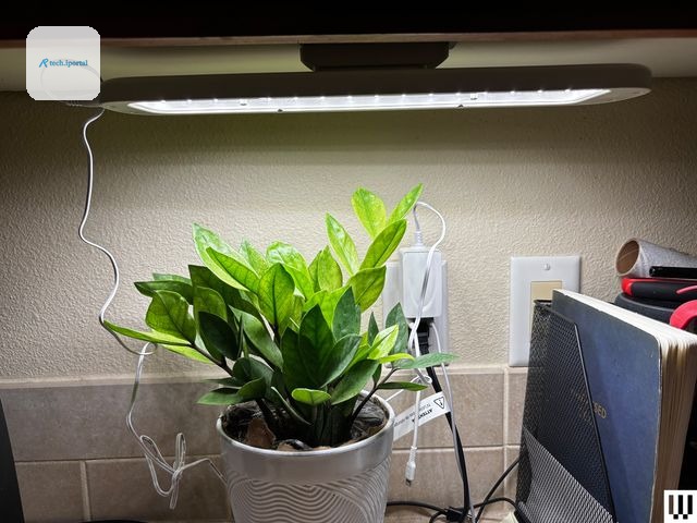 Small potted plant under an oval-shaped light