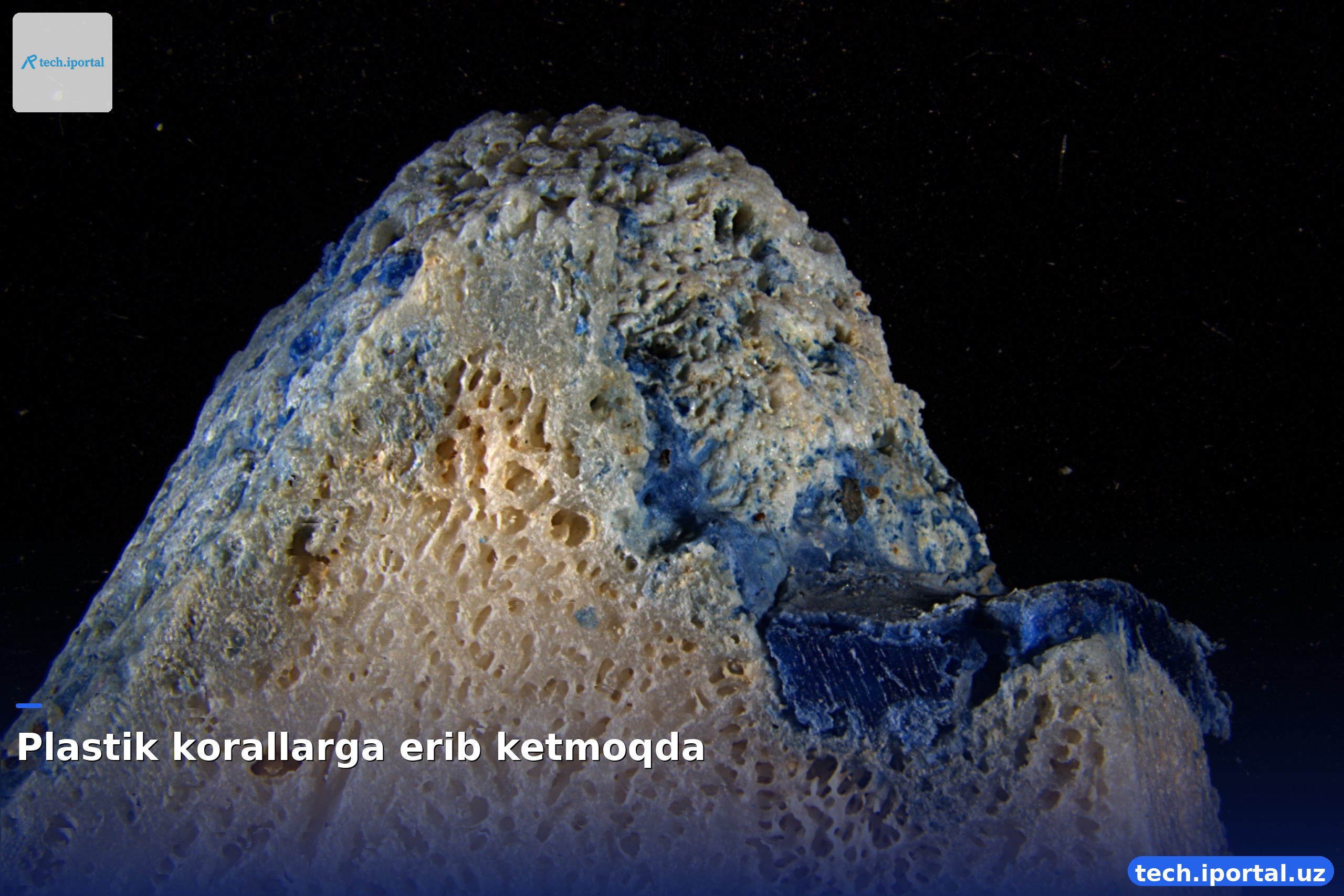 Plastik korallarga erib ketmoqda